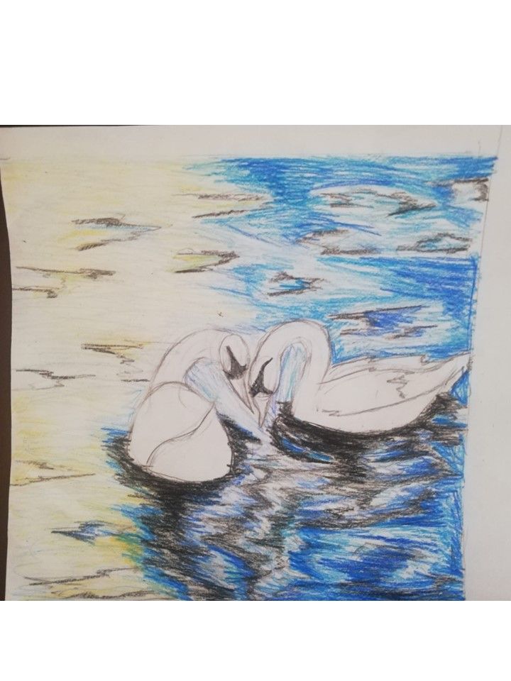 Curso de dibujo para principiantes: Intenso en ejercicios Cisnes con lápices de colores realizados por alumna del curso basico de dibujo